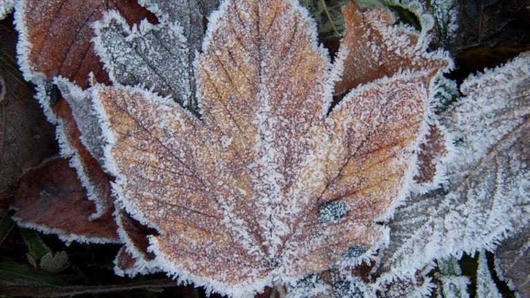 Ahornblatt mit Raureif