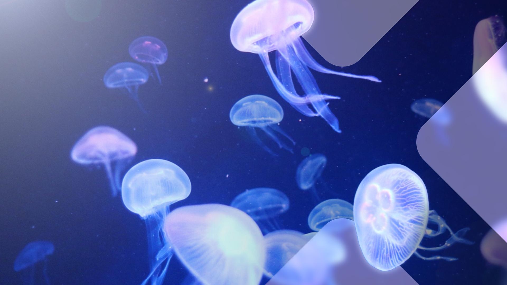 Der Schwarm - Die Dokus 