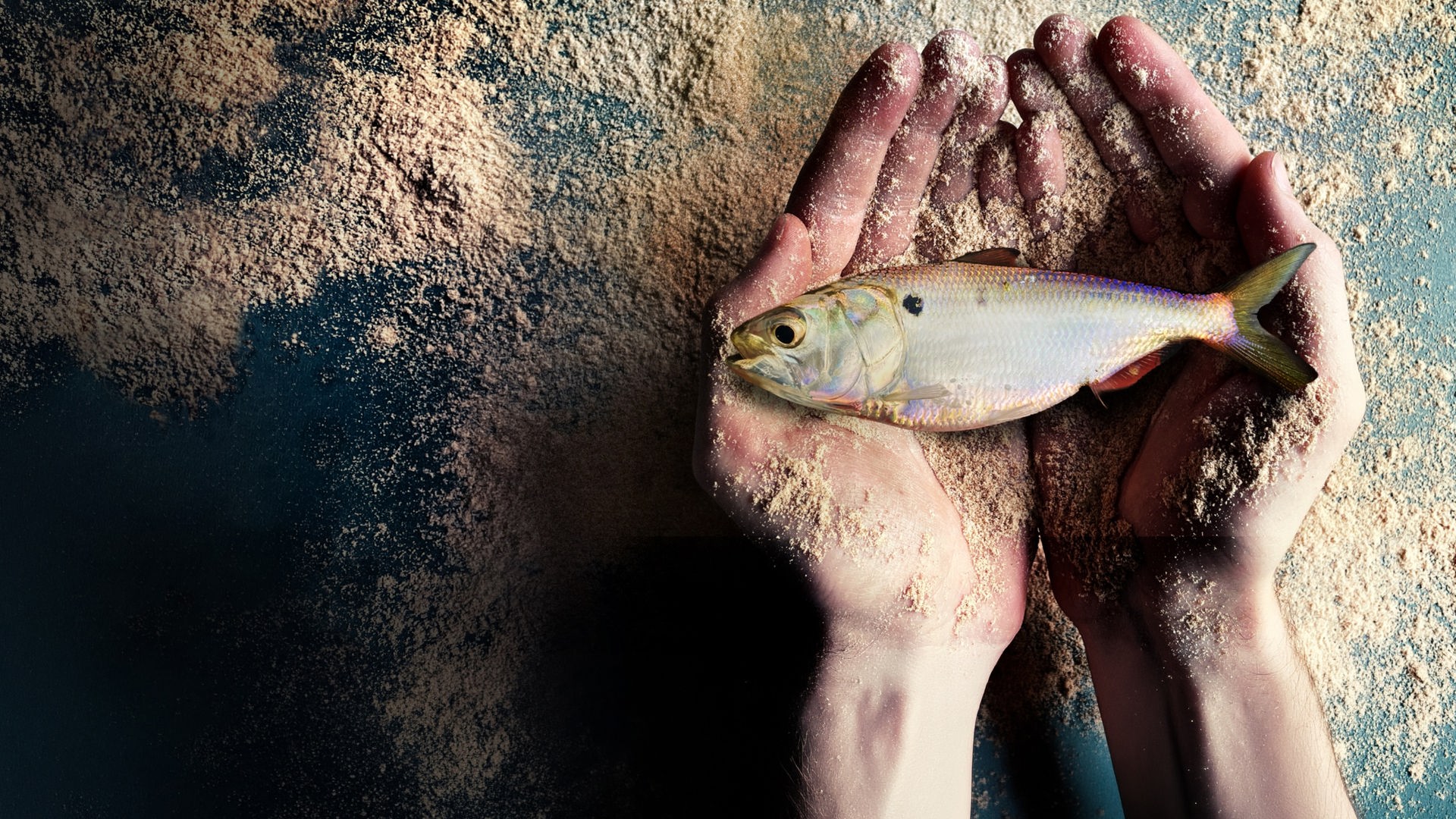 Ein Bonga-Fisch liegt in geöffneten Händen. Sowohl die Tischplatte darunter als auch die Hände sind mit Fischmehl bestreut.