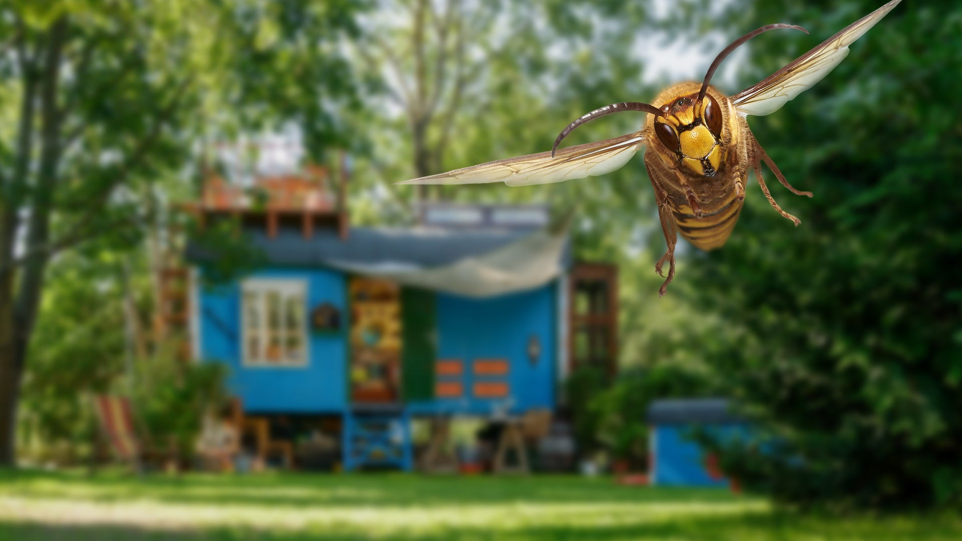 Eine Hornisse fliegt vor dem Bauwagen