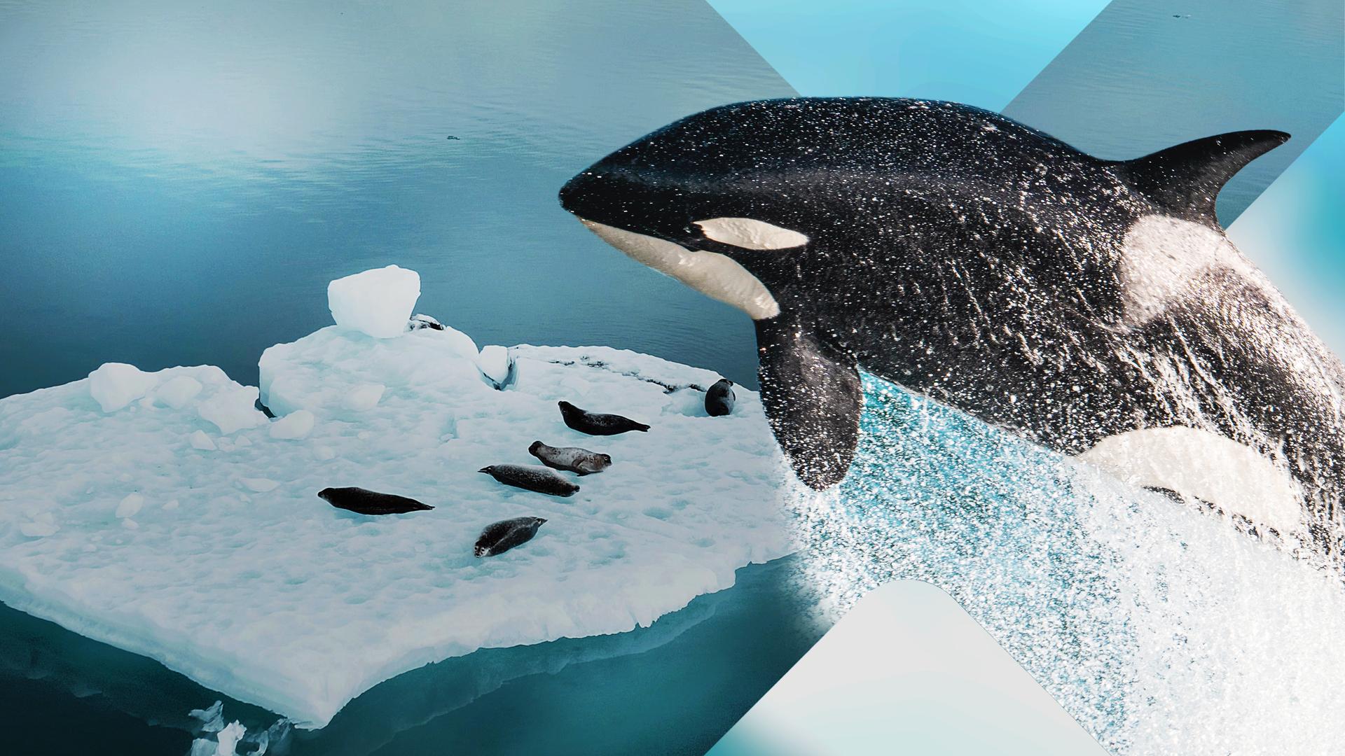 Bild für Orcas der Antarktis - Jägerinnen im Eis