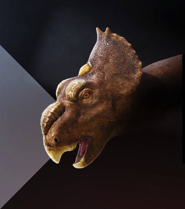 Pachyrhinosaurus Albie