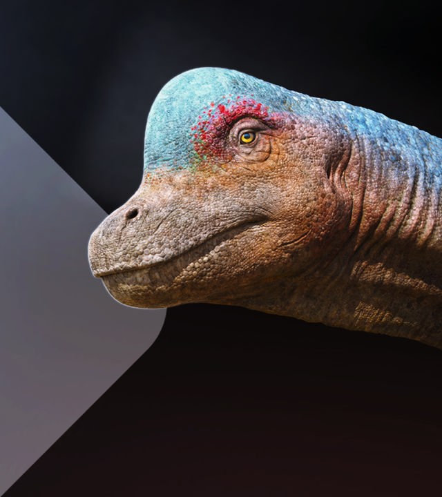 Lusotitan Old Grande: Die Rekonstruktion des Dinosauriers im Portrait auf schwarzem Grund