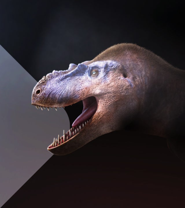 Albertosaurier Rose im rekonstruierten Portrait auf schwarzem Grund