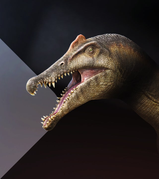 Der Spinosaurus Sobek - rekonstruiert im Portrait vor schwarzem Hintergrund