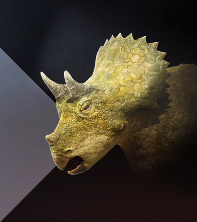 Clover, ein junges Triceratops-Mädchen.