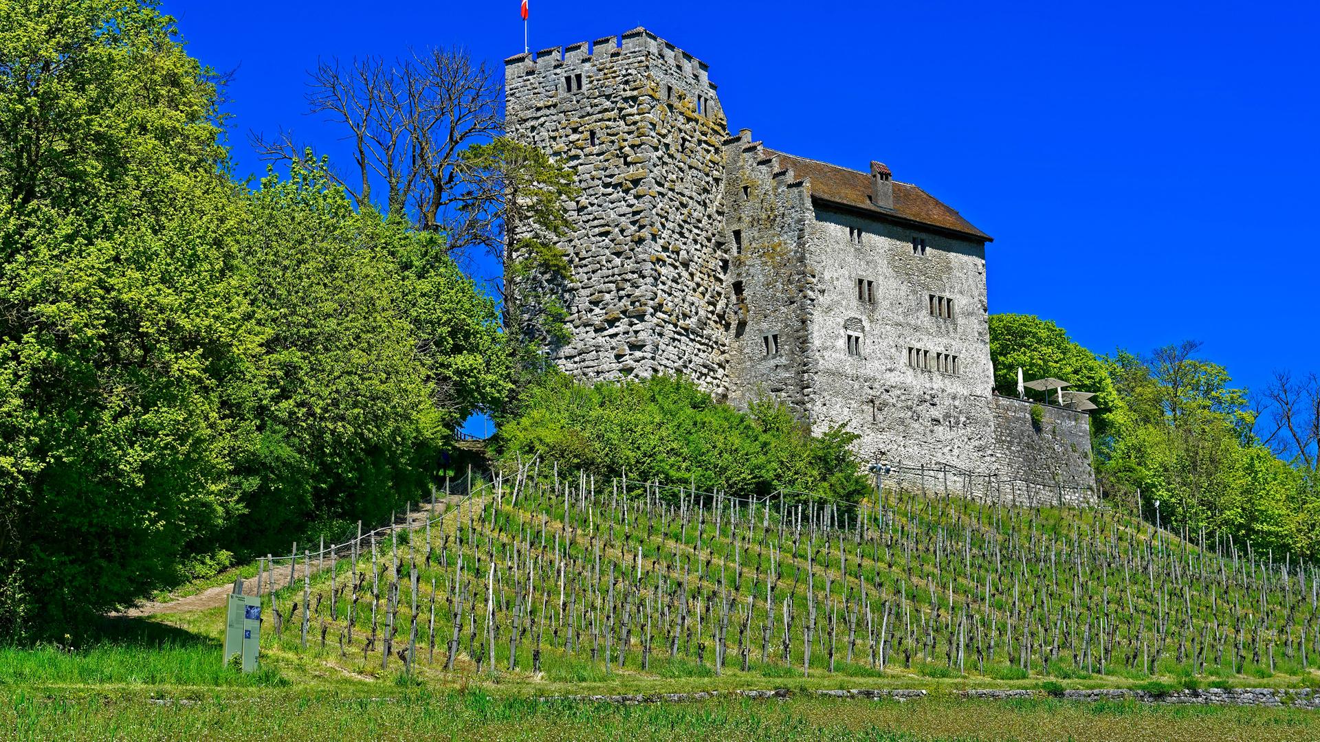 Eine Burg mit Schweizerfahne vor strahlend blauem Himmel an einem Weinberg gelegen