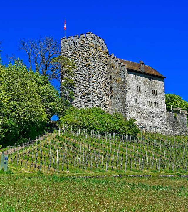 Eine Burg mit Schweizerfahne vor strahlend blauem Himmel an einem Weinberg gelegen