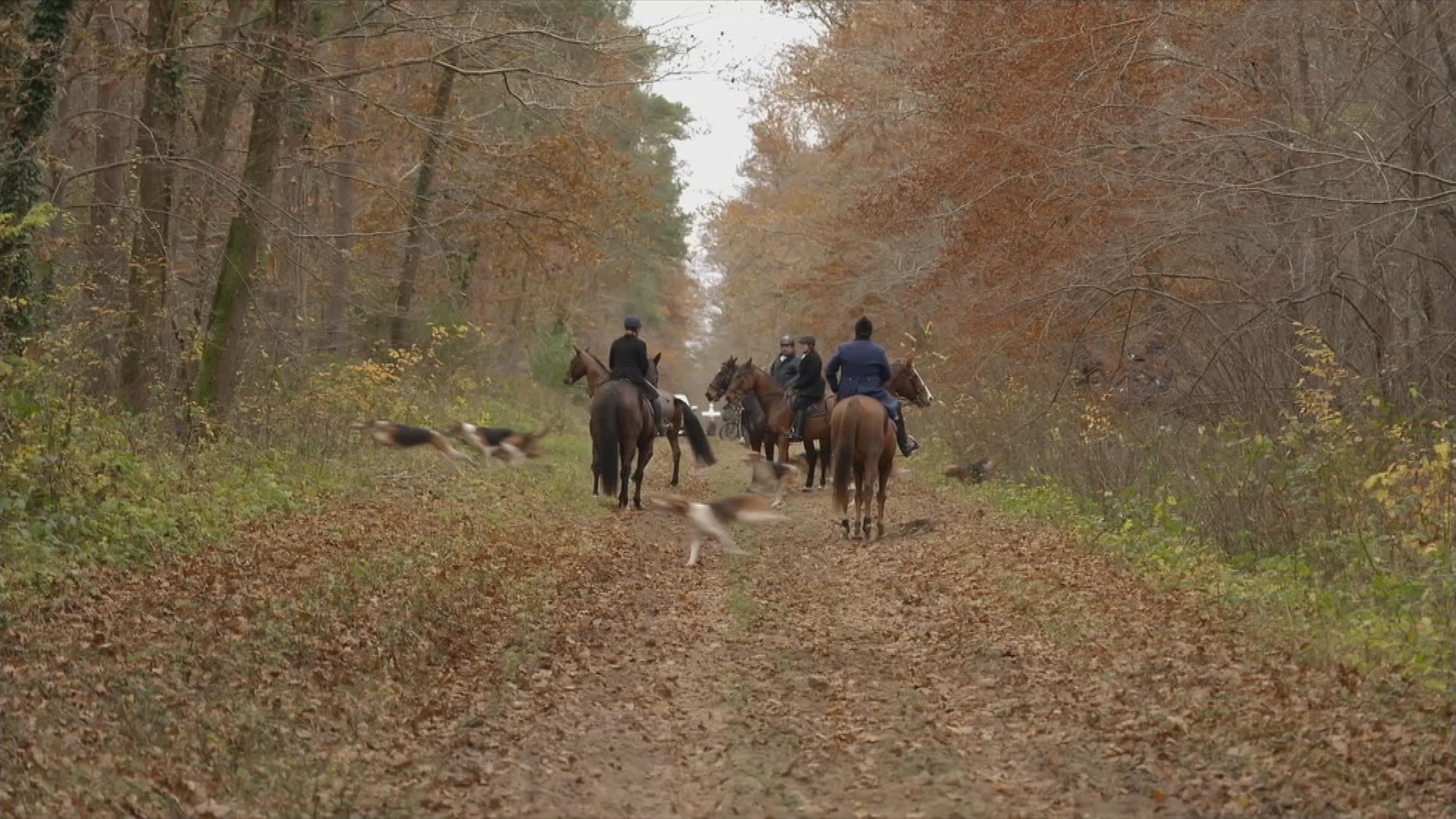 Hetzjagd mit Pferden und Hunden in Frankreich