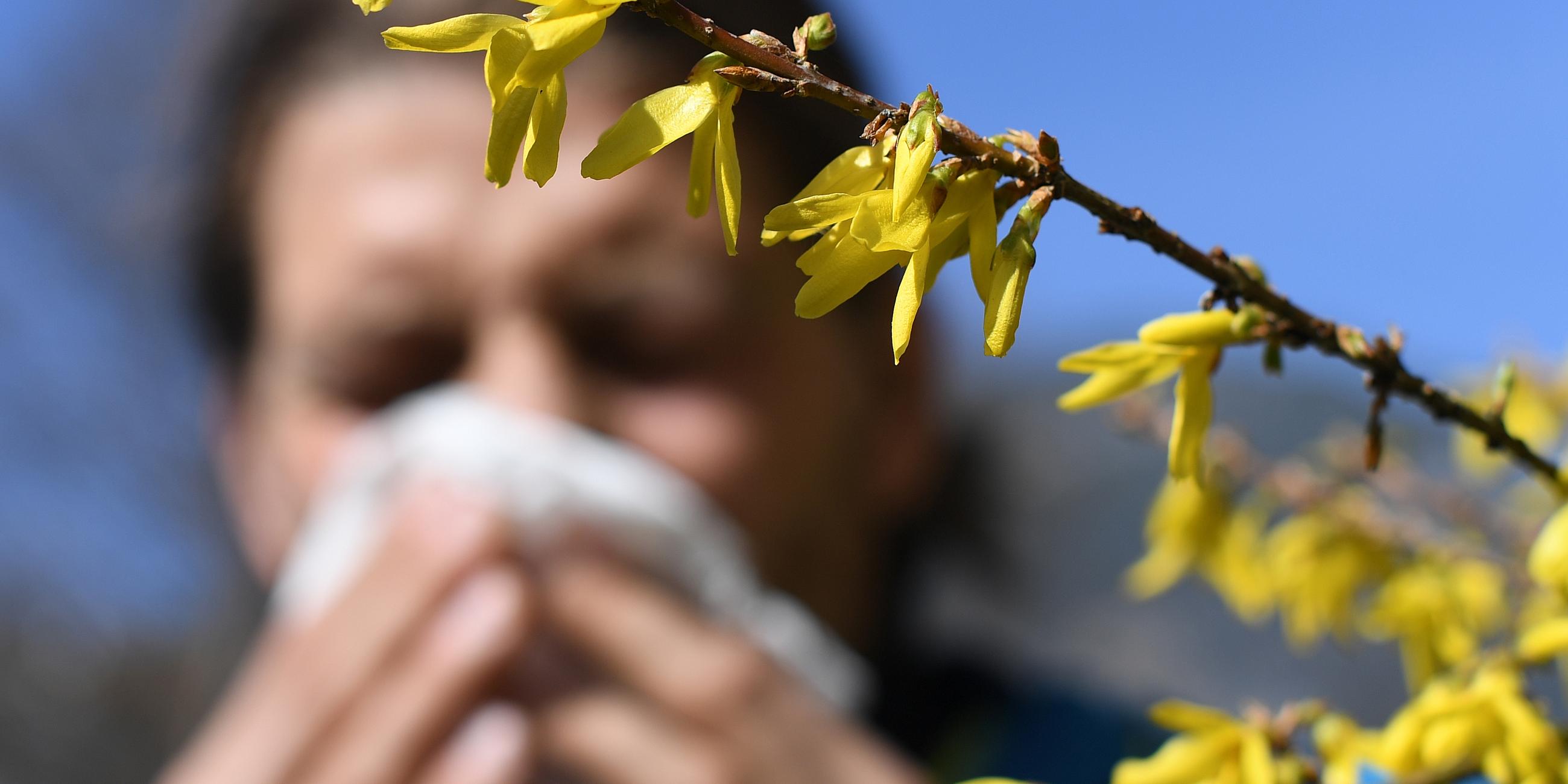 Ein Mann mit Heuschnupfen und Taschentuch vor seiner Nase steht neben einem blühenden Strauch.