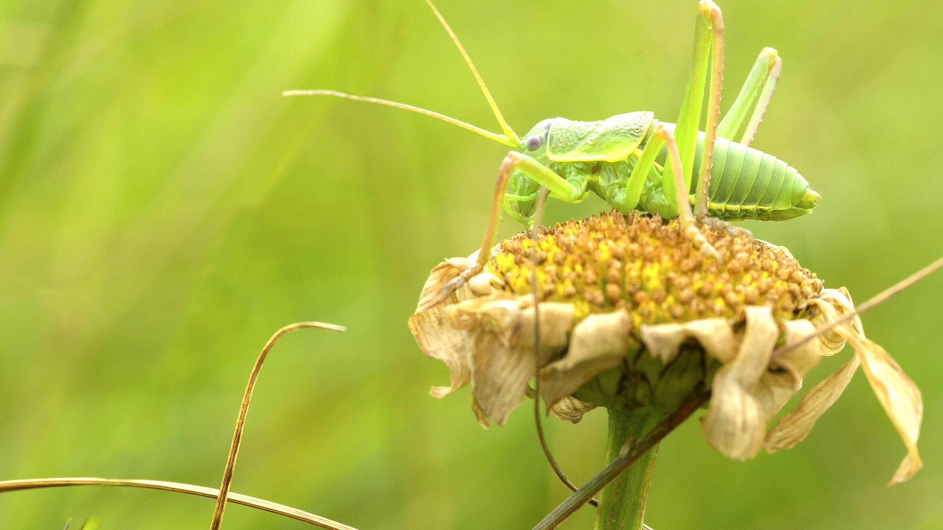Eine Heuschrecke thront auf einer verwelkten Blume