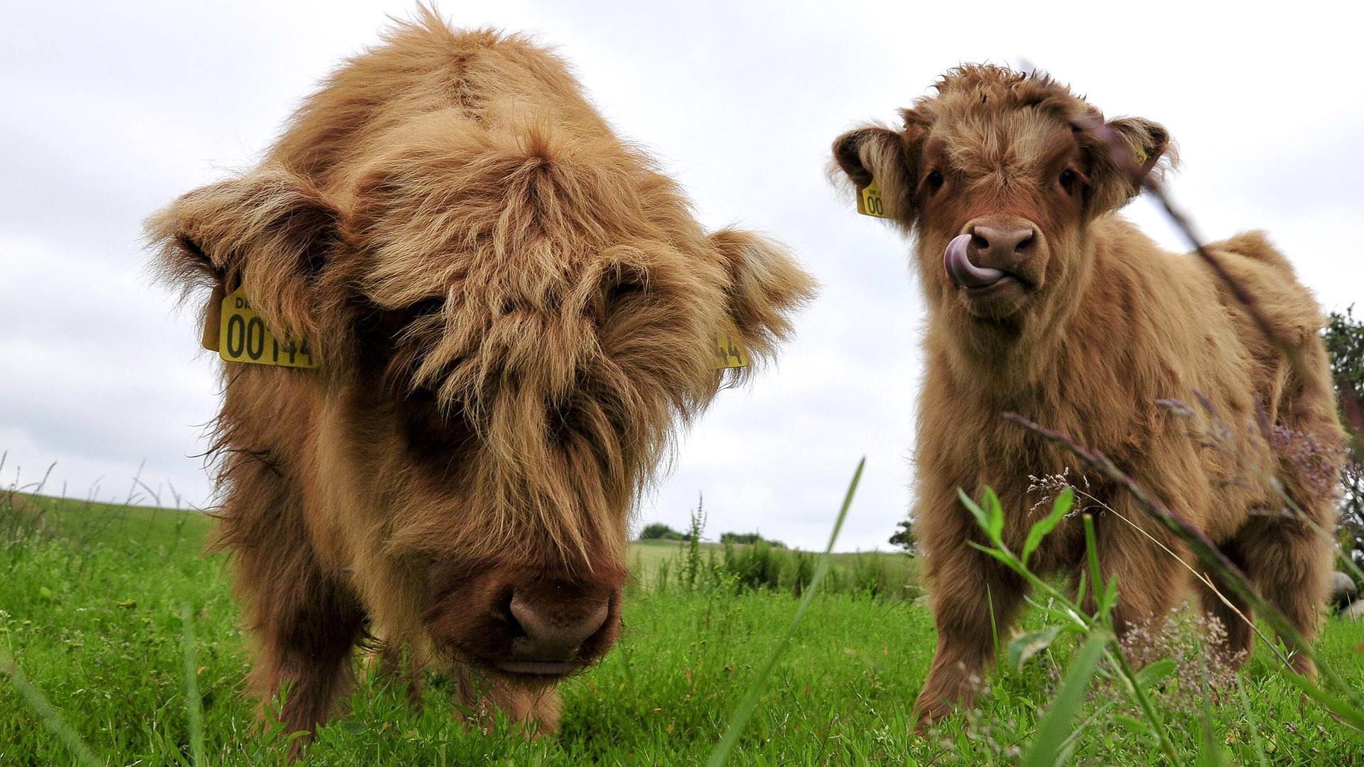 Zwei junge Hochlandrinder weiden auf einer Wiese.