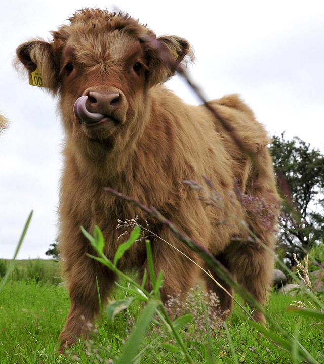 Zwei junge Hochlandrinder weiden auf einer Wiese.