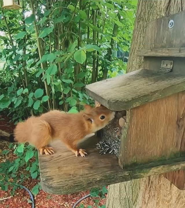 Hilfe für Eichhörnchen im eigenen Garten