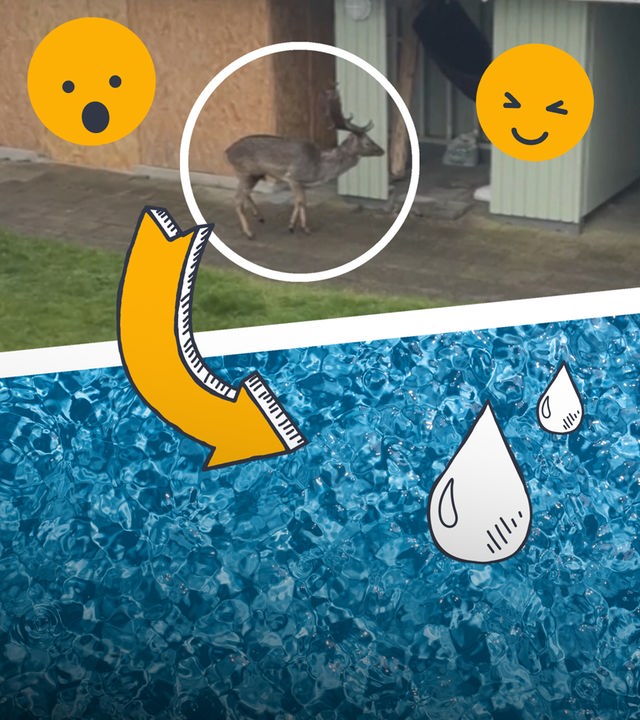Eine Aufnahme eines Hirsches, blaues Wasser, Wassertropfen und Emojis