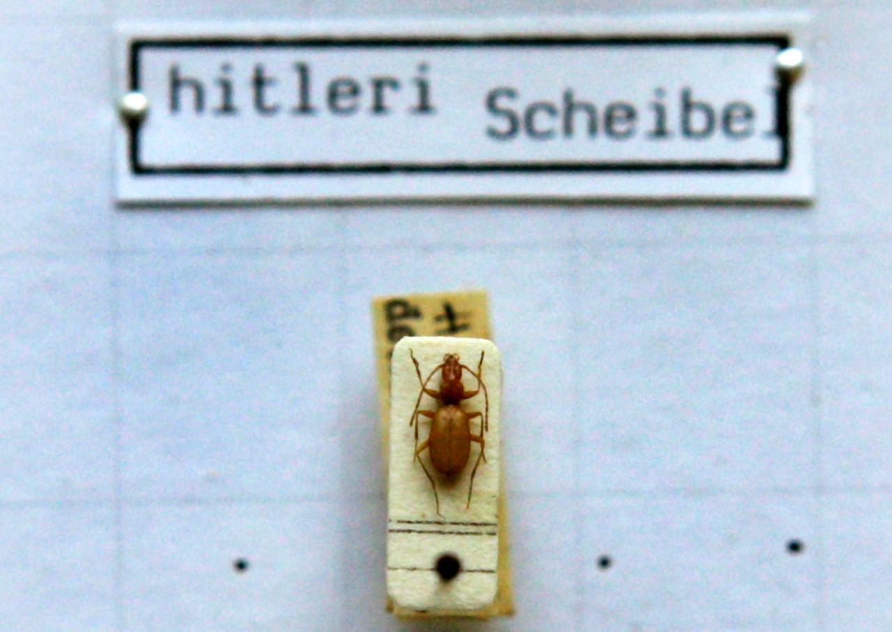 Bayern, München: Das Foto zeigt einen Anophthalmus hitleri, einen "Hitler-Käfer" unter einem Mikroskop