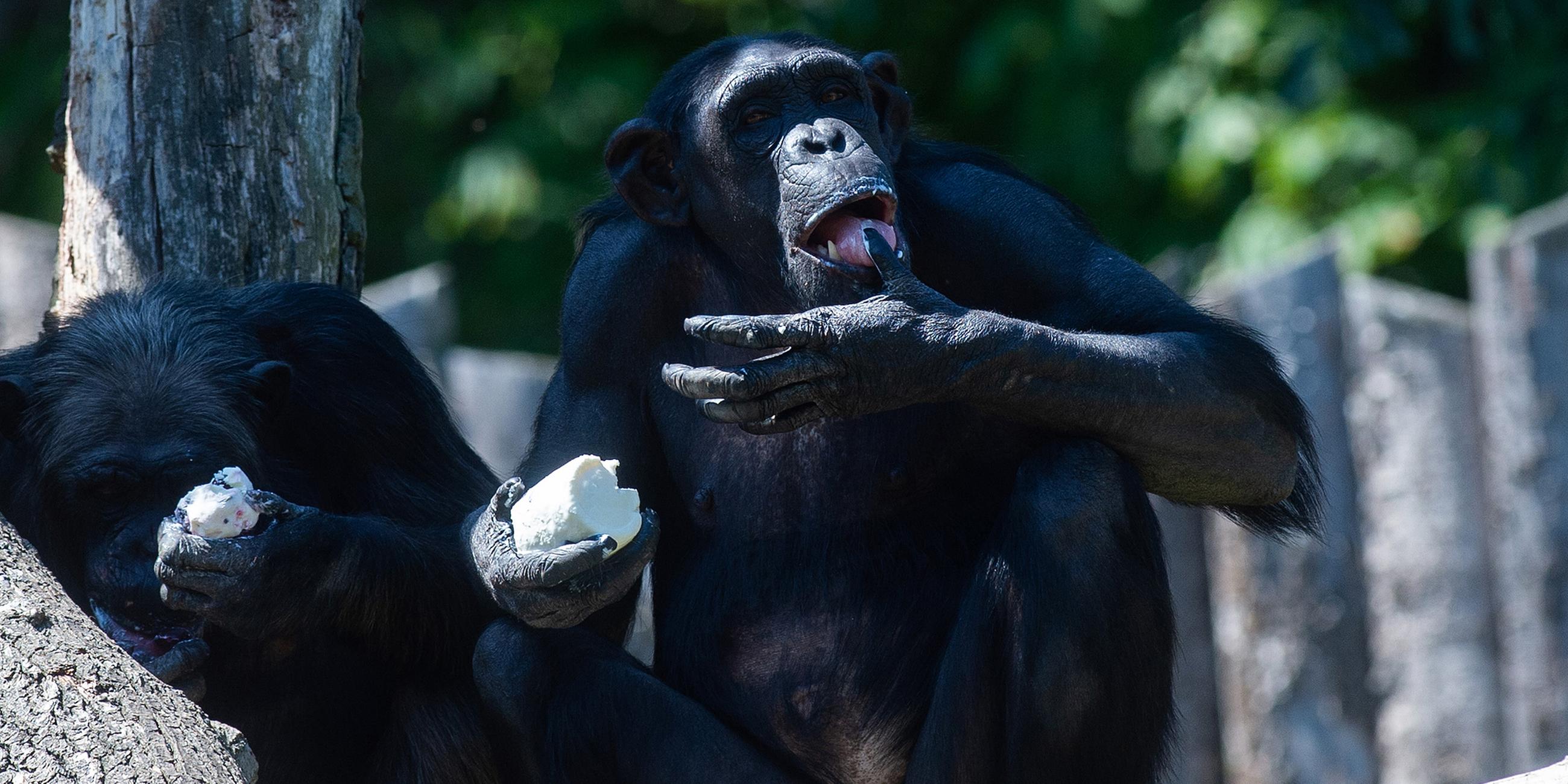 Schimpansen sitzen in ihrem Freigehege und geniessen ein Eis, am 24.07.2019 in Magdeburg.