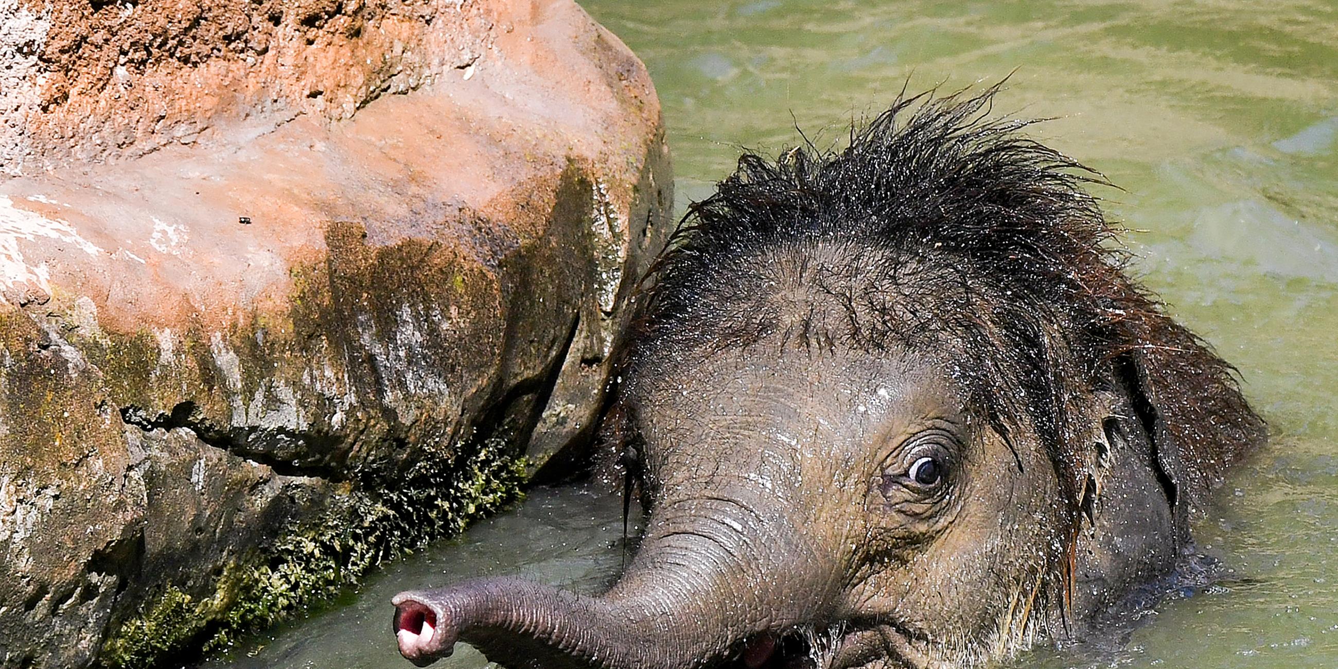 Der kleine Elefantenbulle Ben Long badet im Leipziger Zoo und kühlt sich so bei der sommerlichen Hitze ab, am 24.07.2019 in Leipzig