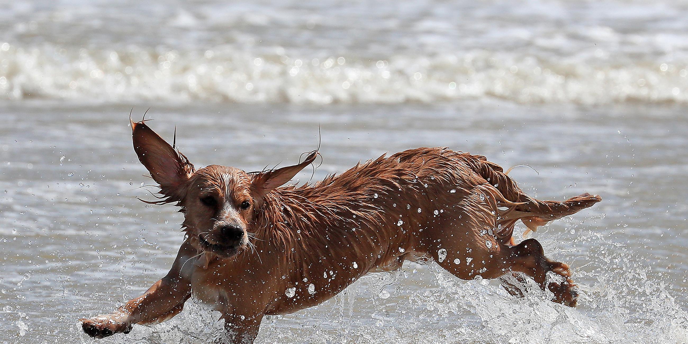 Ein Hund rennt am Strand, aufgenommen am 20.07.2019