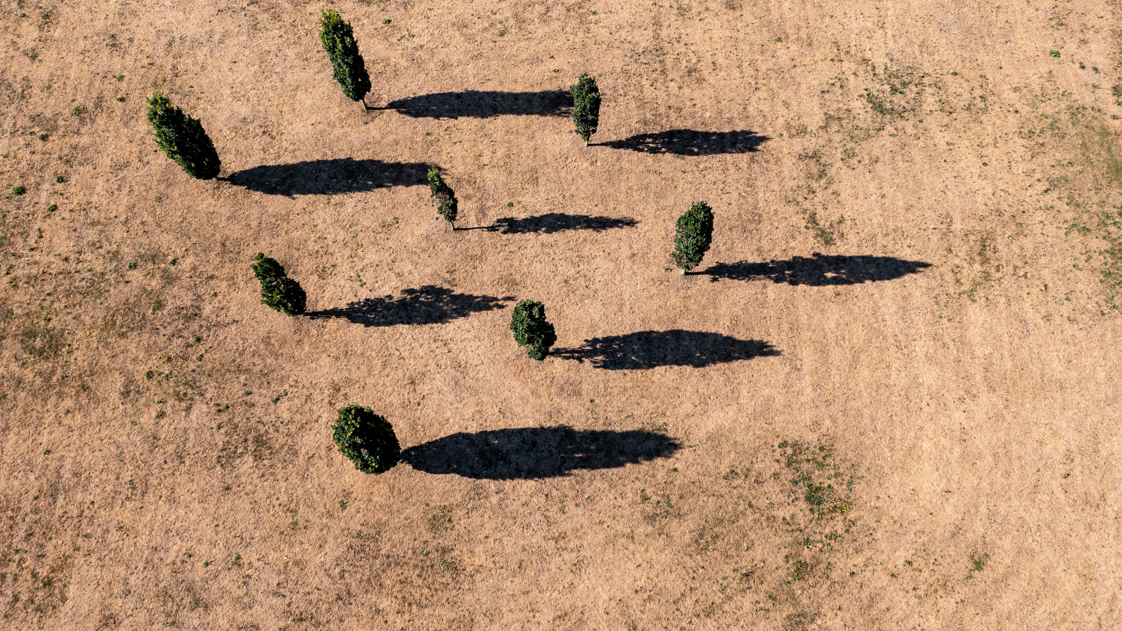 Acht Eichen werfen ihren Schatten auf eine vertrocknete Wiese am Zwenkauer See. 
