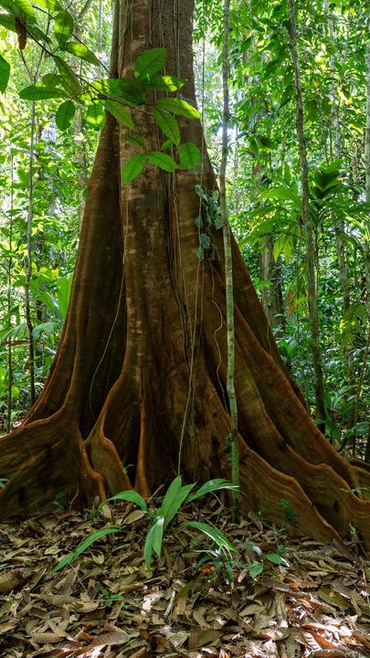 Der Stamm eines Urwaldriesen mit breiten Brettwurzeln ist umgeben von jungen Bäumchen.
