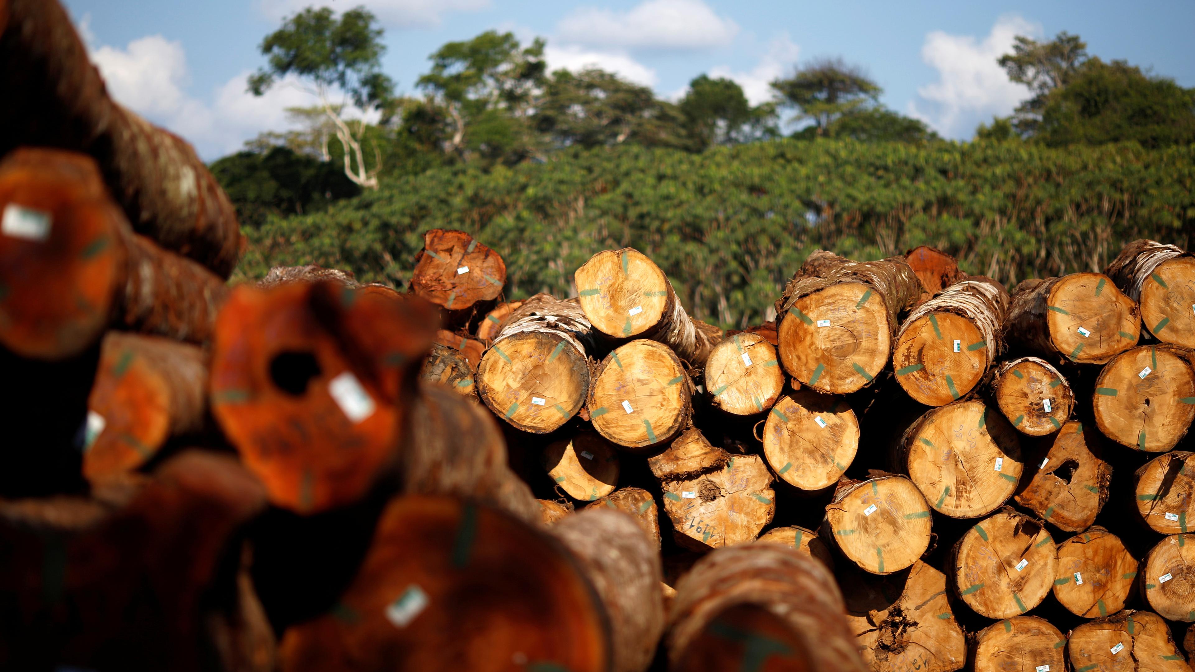 Holzstapel im Amazonas-Regenwald
