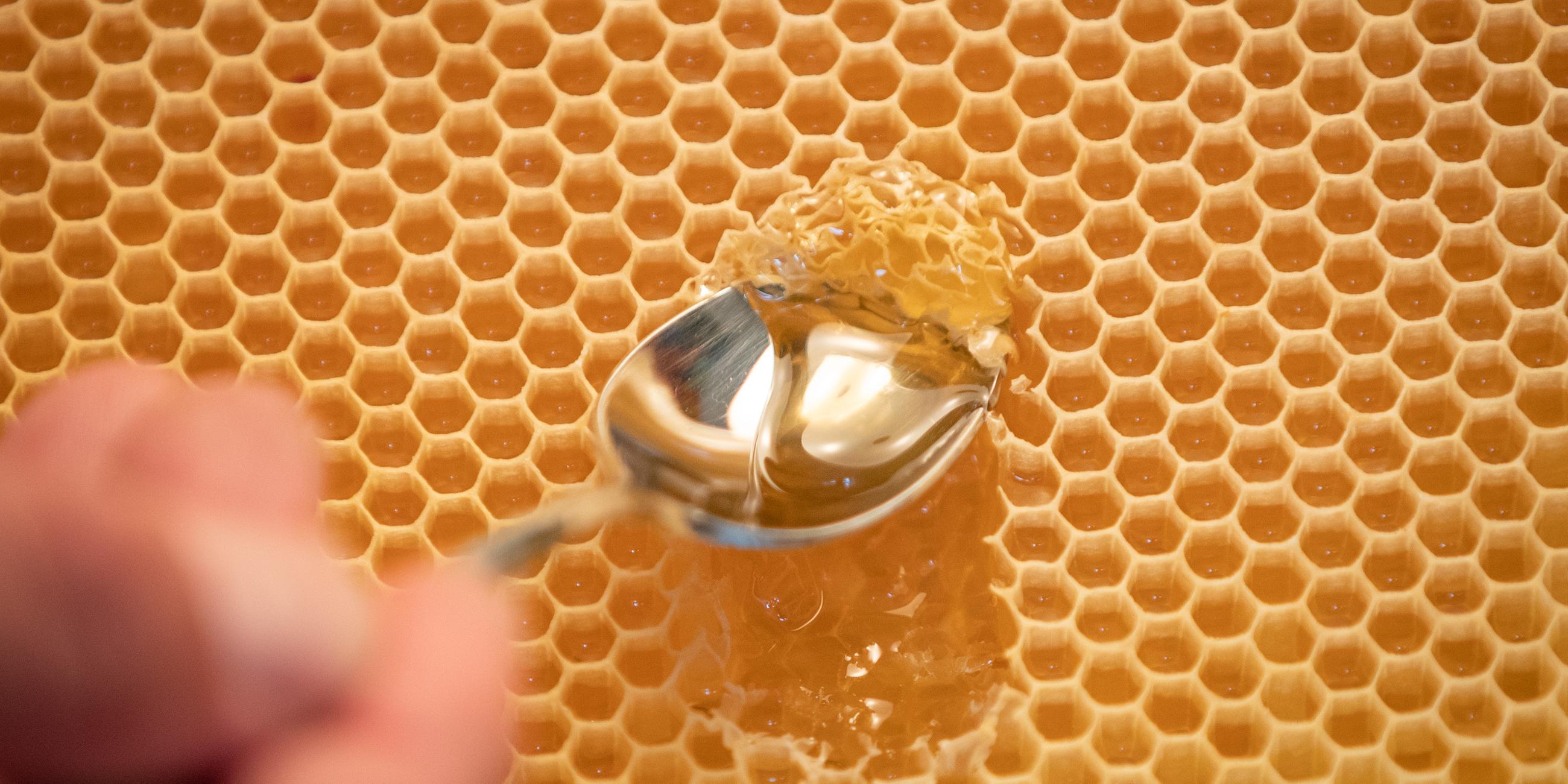 Mit einem Löffel wird Honig aus einer Bienenwabe entnommen.