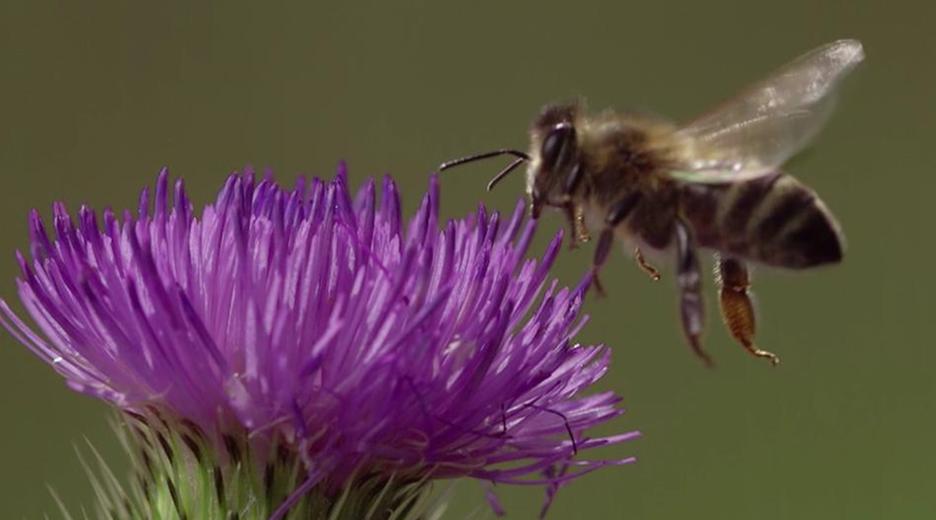 Honigbiene im Anflug an eine Blume