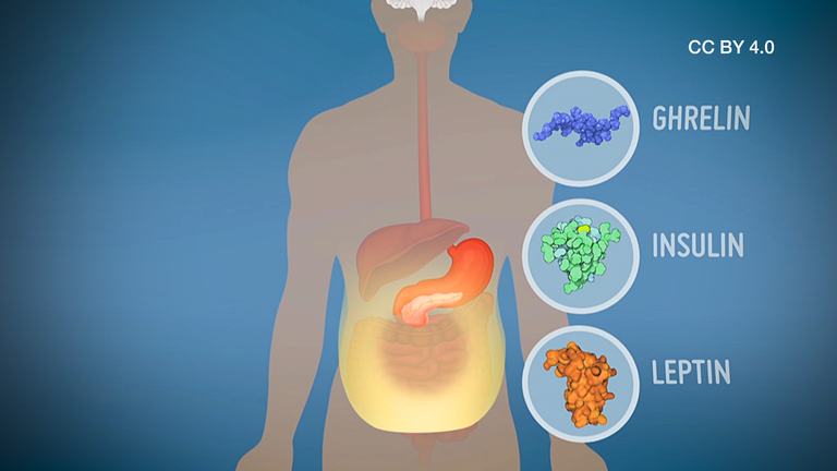 Drei Wichtige Hormone Fur Den Stoffwechsel Creative Commons Zdfmediathek
