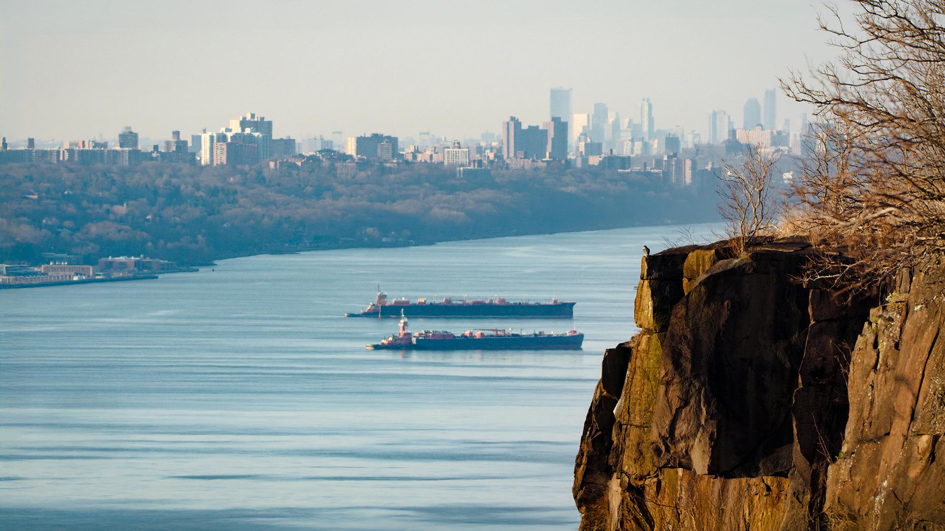 Wanderfalke sitzt auf einem Felsen über einem Fluss, im Hintergrund die Skyline von Manhattan. 