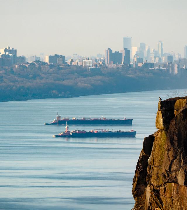 Wanderfalke sitzt auf einem Felsen über einem Fluss, im Hintergrund die Skyline von Manhattan. 