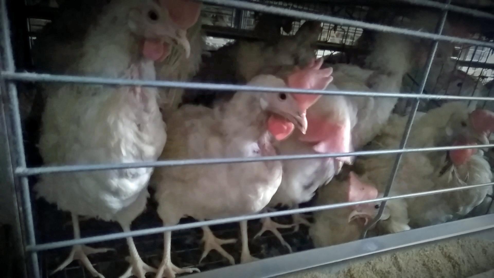 Hühner in Käfighaltung in Legebatterien