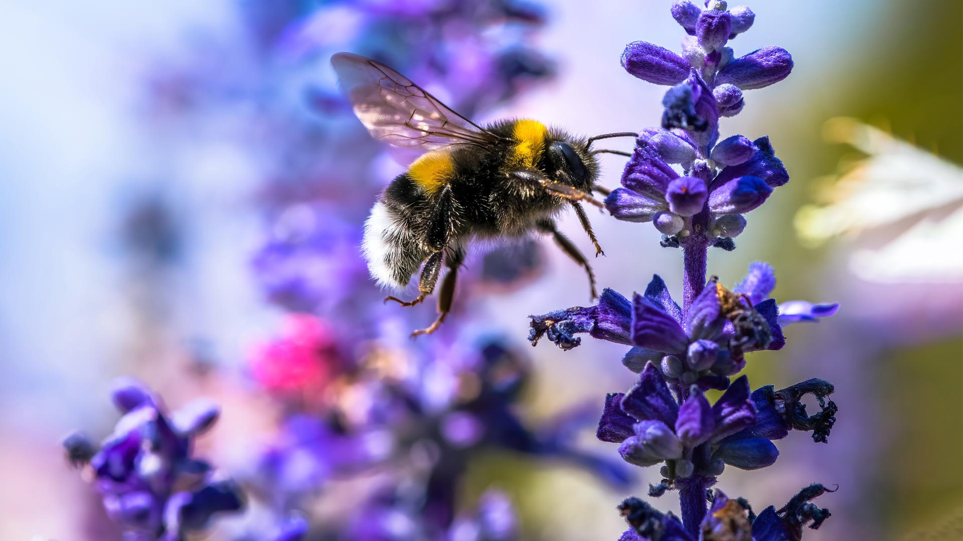 eine Hummel fliegt vor einer Lavendelblüte