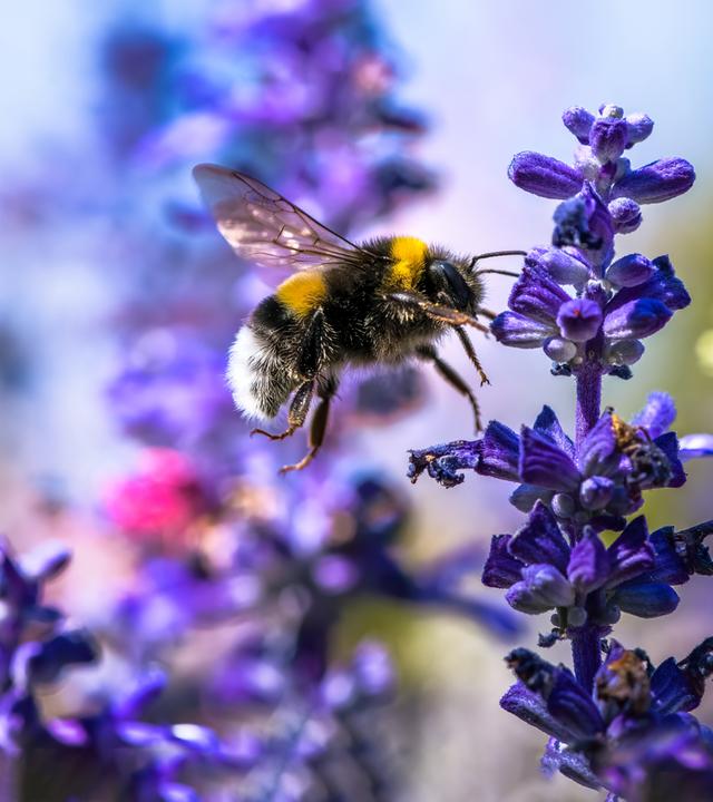 eine Hummel fliegt vor einer Lavendelblüte
