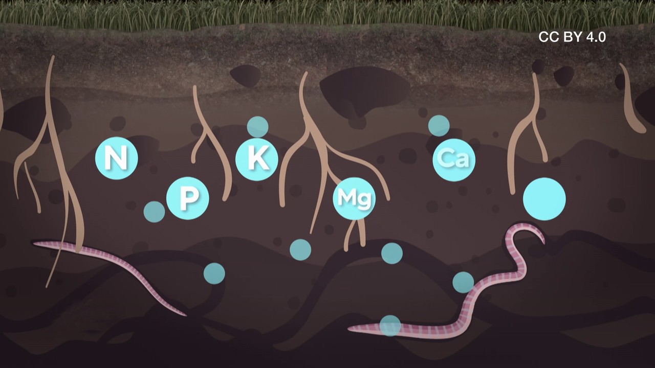 Wie entsteht Humus? (Creative Commons) ZDFmediathek