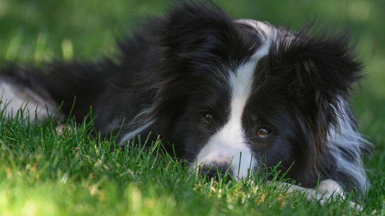 Schau genau: Hund