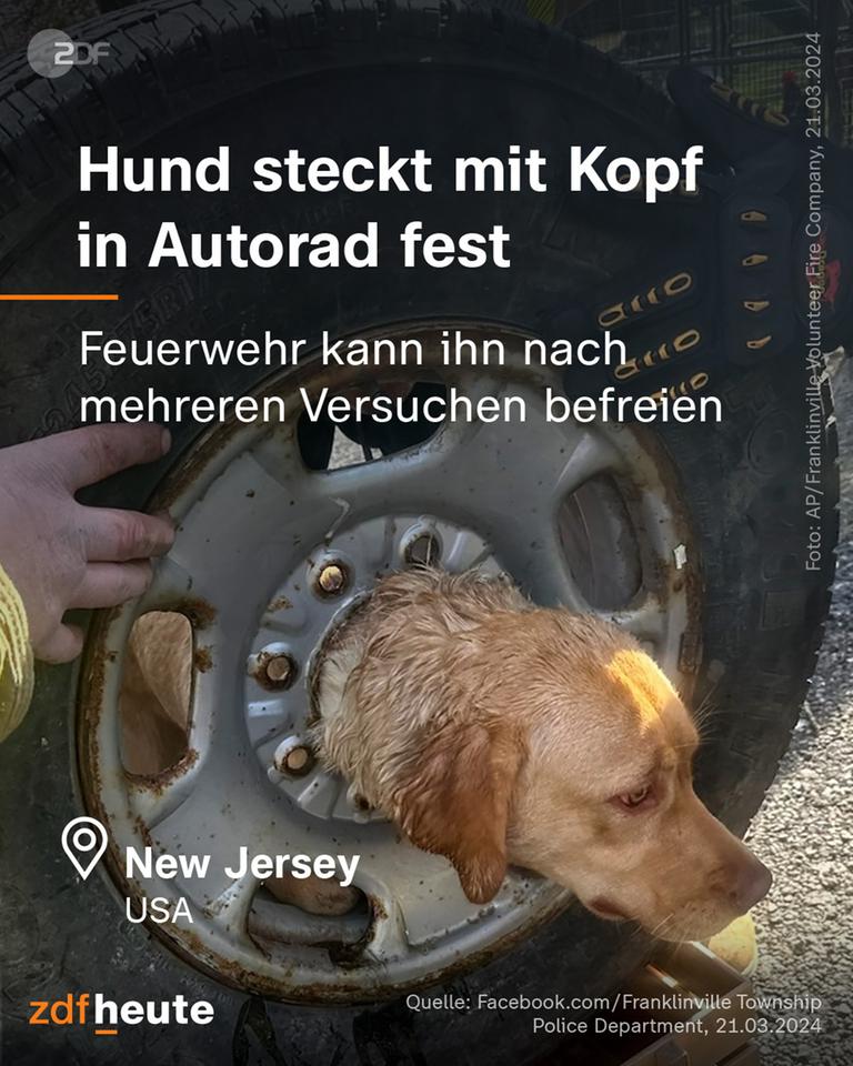 Ein Hund steckt in New Jersey (USA) mit seinem Kopf im Autorad fest.