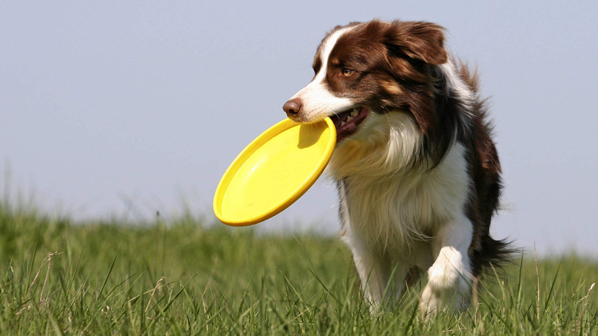 Ein Hund mit weiß-braunem Fell läuft auf einer Wiese und beißt auf eine Frisbeescheibe.