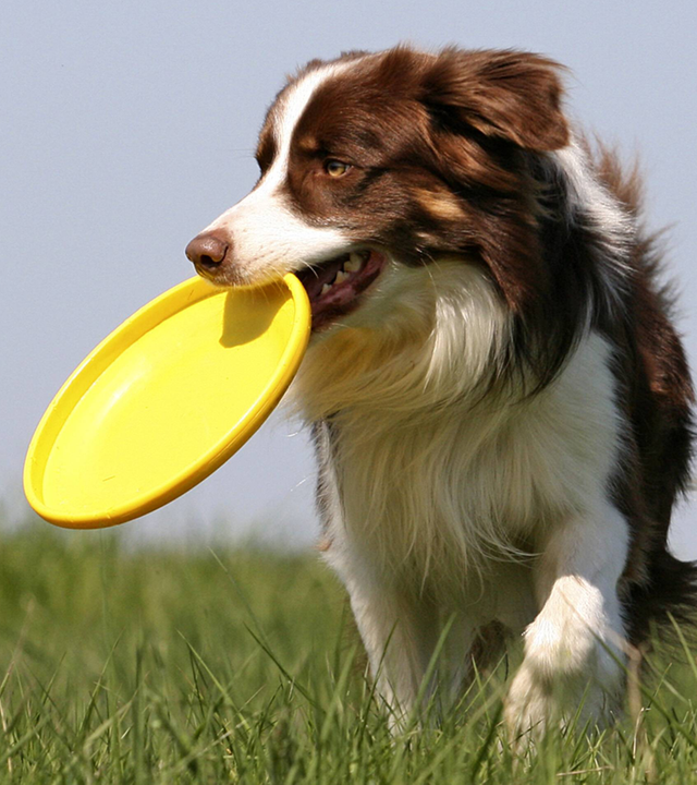 Ein Hund mit weiß-braunem Fell läuft auf einer Wiese und beißt auf eine Frisbeescheibe.