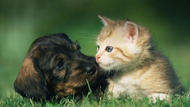 Warum Hunde und Katzen wahre Akrobaten sind