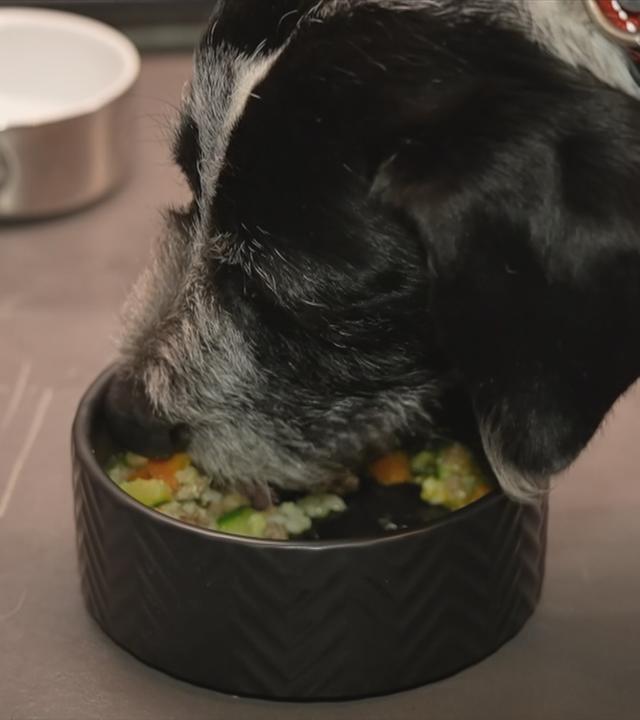 Hundesrestaurant in Rom