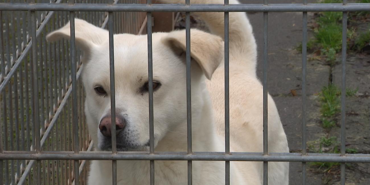 Auslands-Tierschutz: Was beim Hundekauf zu beachten ist - ZDFheute