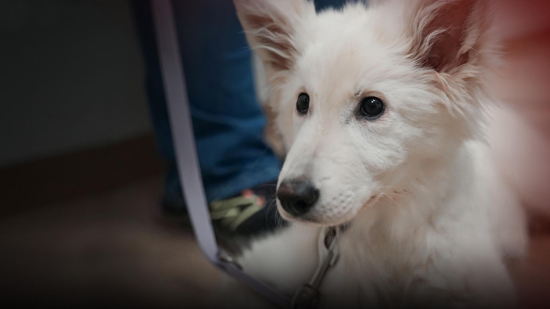 Eine Hundewelpe schaut an der Kamera vorbei. Im Hintergrund Tierklinikszenario.