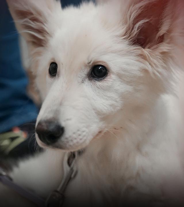 Eine Hundewelpe schaut an der Kamera vorbei. Im Hintergrund Tierklinikszenario.