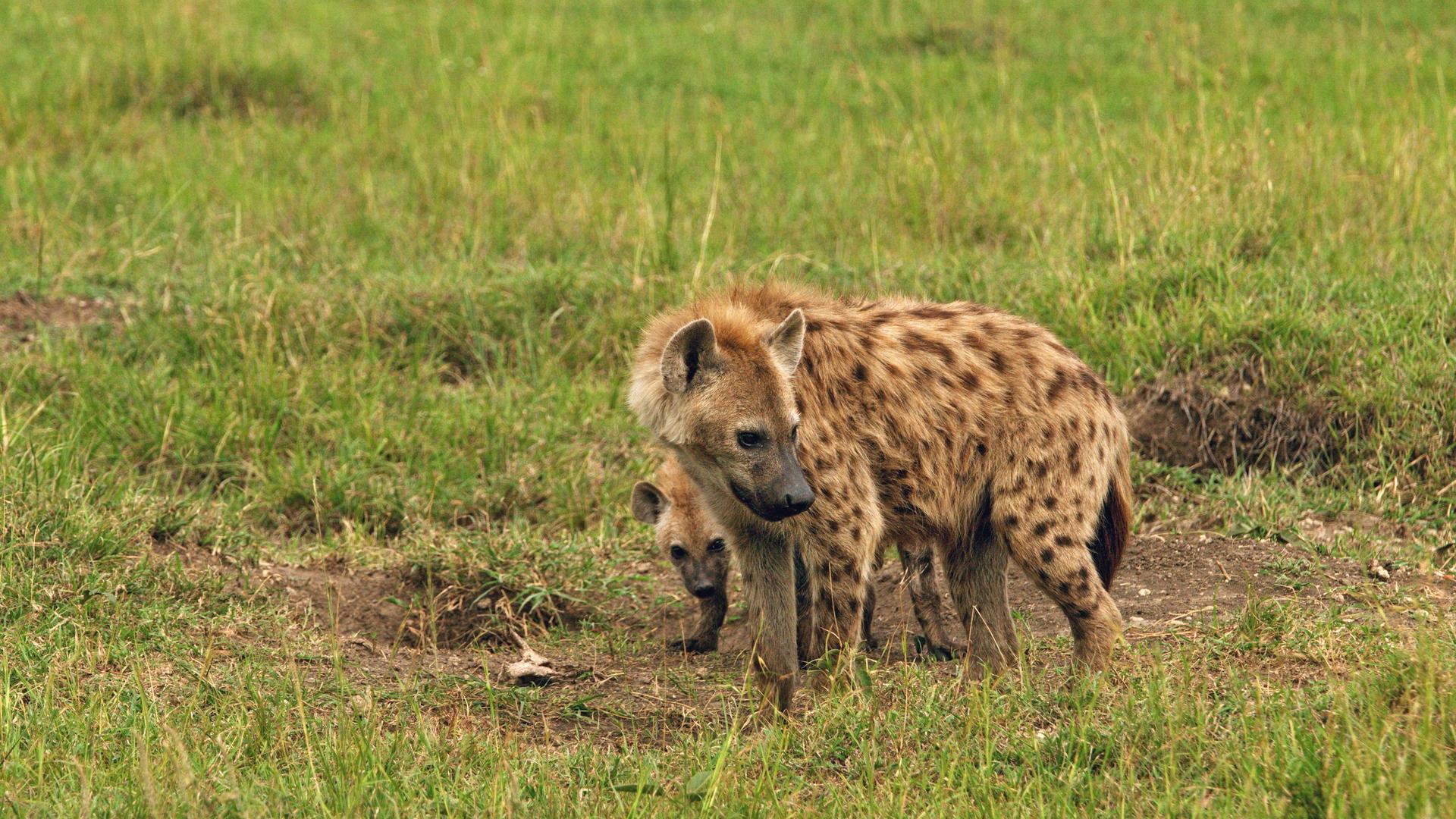eine tuepfelhyaene mit einer kleiner hyaene hinter ihr auf einer wiese