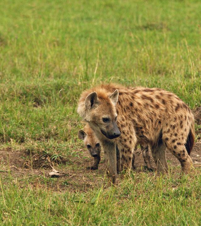 eine tuepfelhyaene mit einer kleiner hyaene hinter ihr auf einer wiese