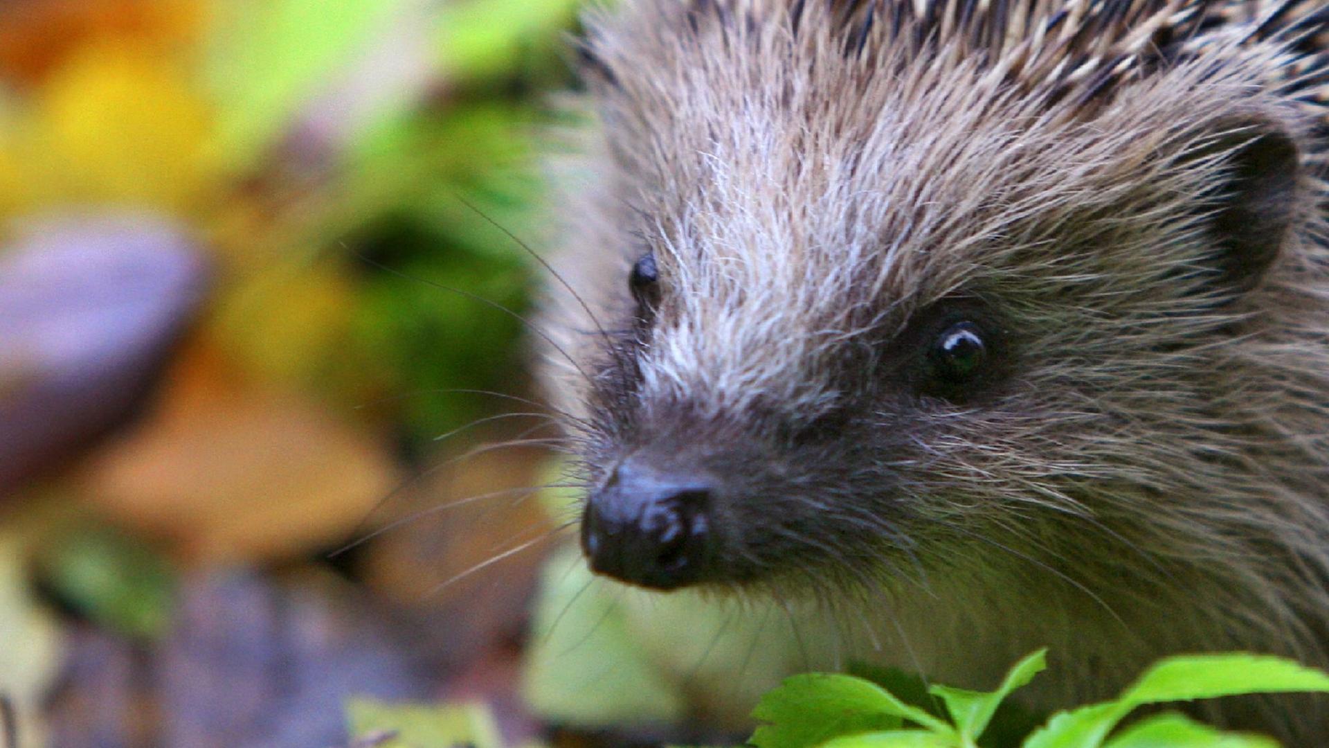 Löwenzähnchen Igel