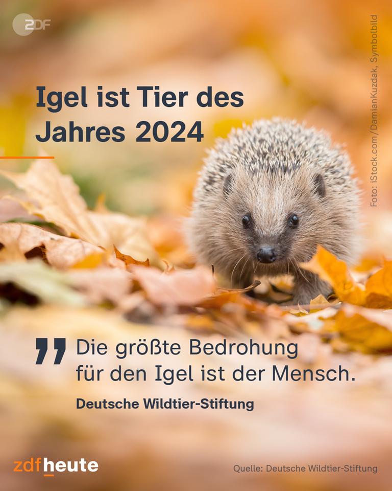 Ein Igel im Laub mit einem Zitat der deutschen Wildtierstiftung "Die größte Bedrohung für den Igel ist der Mensch."