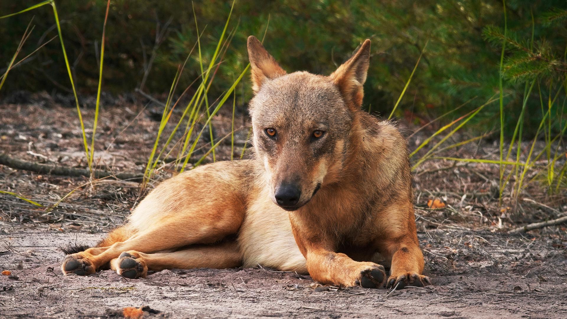 Ein Wolf liegt aufmerksam auf dem Waldboden und blickt direkt nach vorn  Szene aus dem Dokumentarfilm Im Land der Wölfe.
