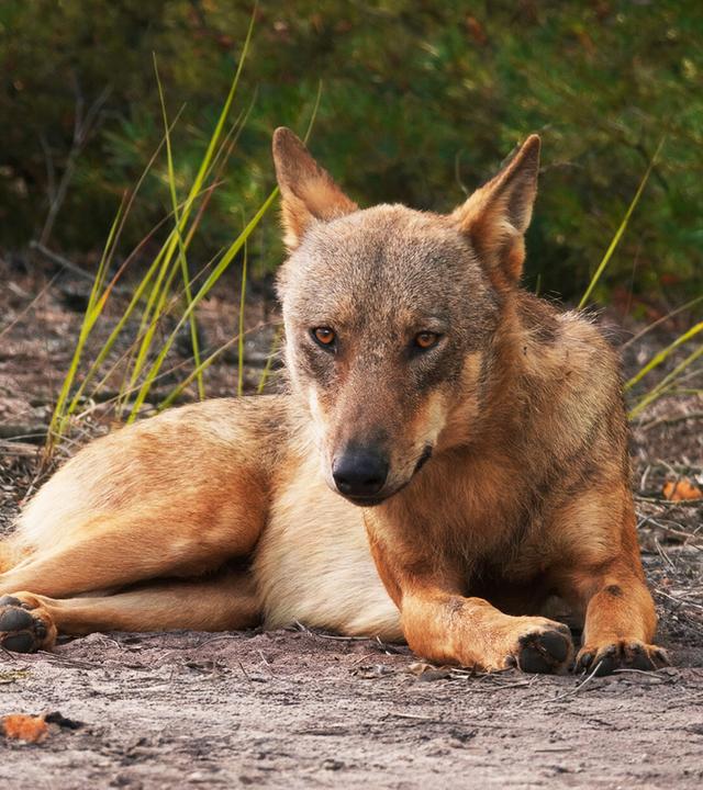 Ein Wolf liegt aufmerksam auf dem Waldboden und blickt direkt nach vorn  Szene aus dem Dokumentarfilm Im Land der Wölfe.